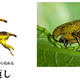 Illustration for article titled Bug Sex Book Sparks Surprising Controversy